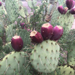 Cactus Fruit 2 prickly pair